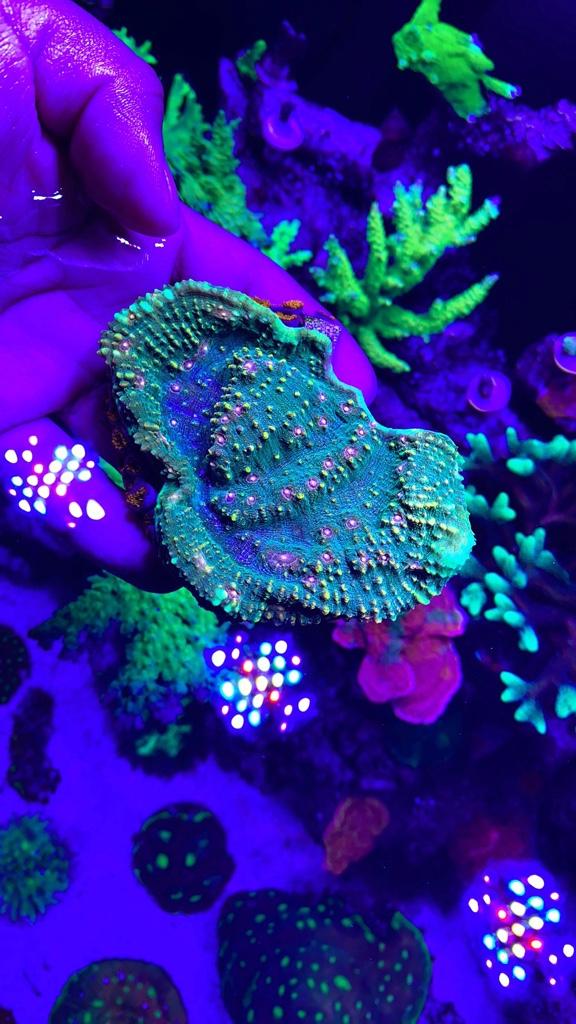 d0fc886186df662b83d7895c6015040d.jpg