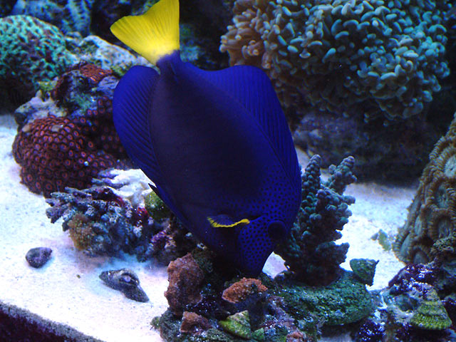 purple_tang_0409.jpg