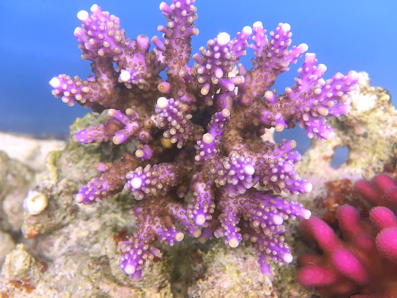 28541292864_65cf9eb15b_c.jpg