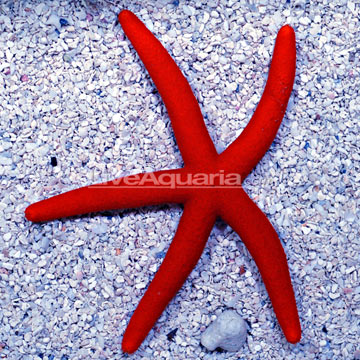 p-78842-seastar.jpg