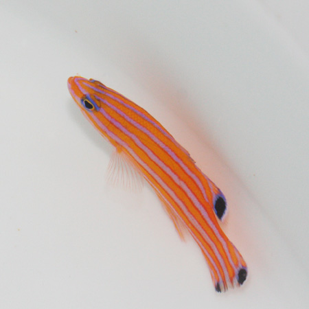 201002%2F18%2F58%2Fc0165758%5F1223647%2Ejpg