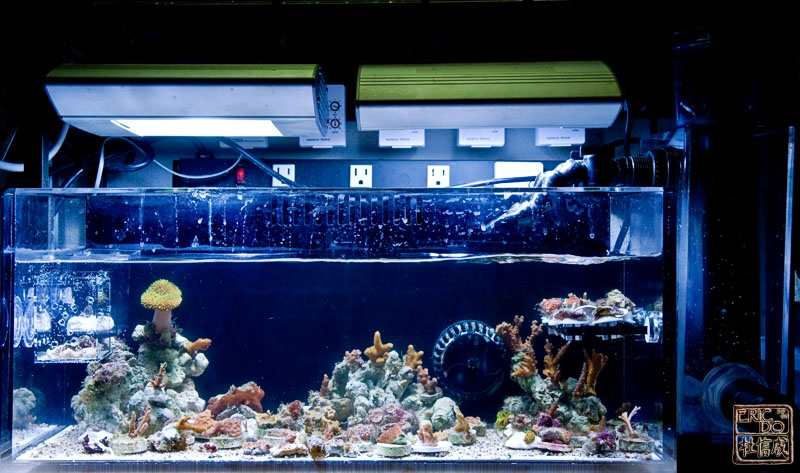 tank_040608.jpg