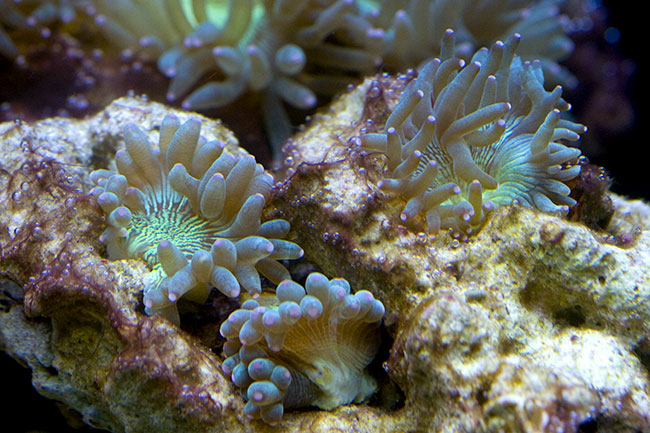 NanoMar30_08b.jpg