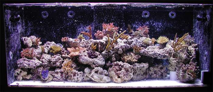 corals1.jpg
