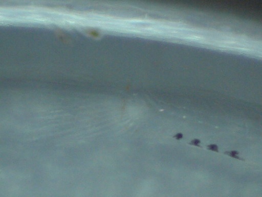 AL_647_7.jpg