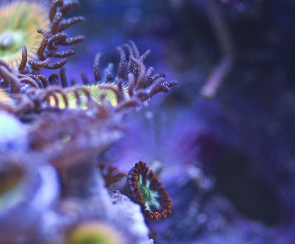Zoa+ID.jpg
