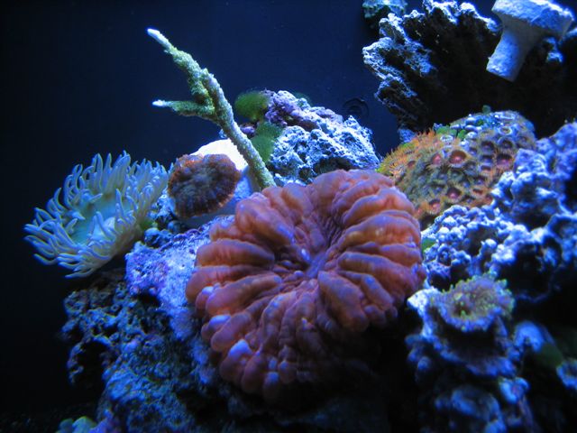 RedCynarina.jpg