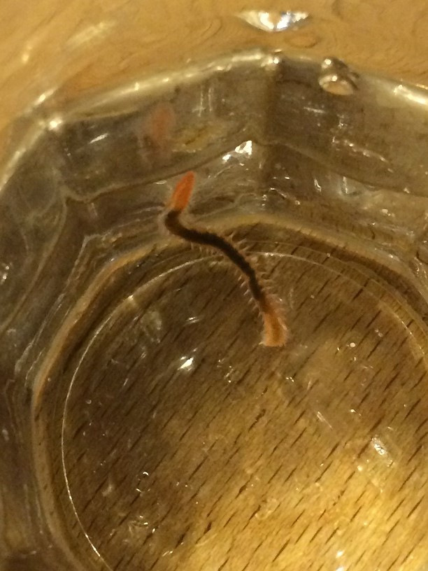 worm.jpg