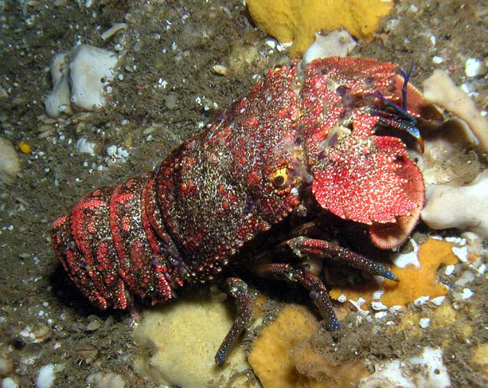 Scllarides_squammosus.jpg