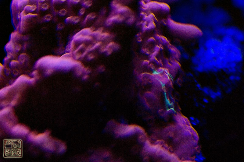 setosa%20actinic.jpg