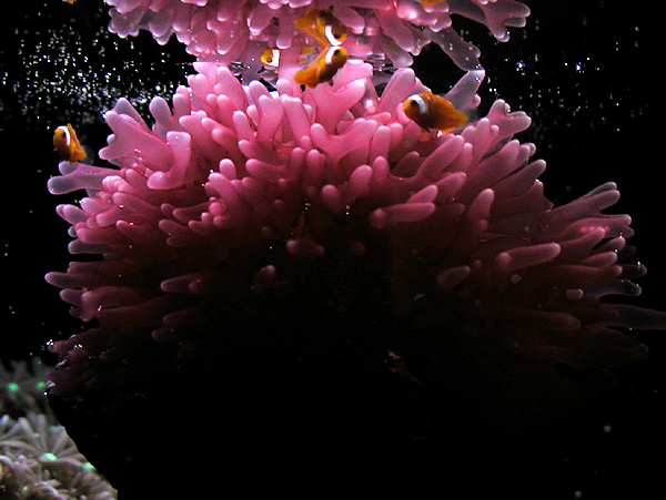 DSCN6931_31days.jpg