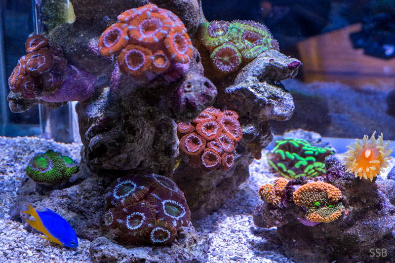 pico_20131225_1.jpg