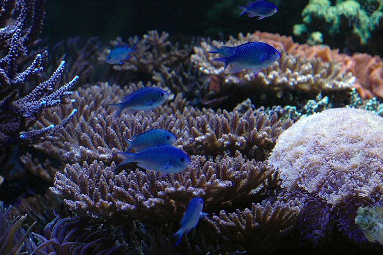 reefshot_chromis.jpg