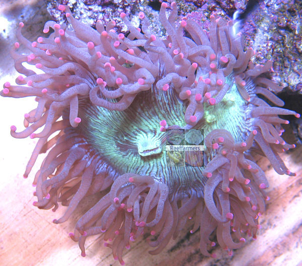 auctioned_elegancecoral_seed.jpg