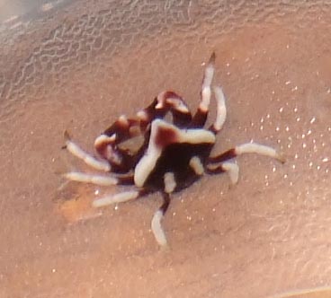 newcrab1.jpg