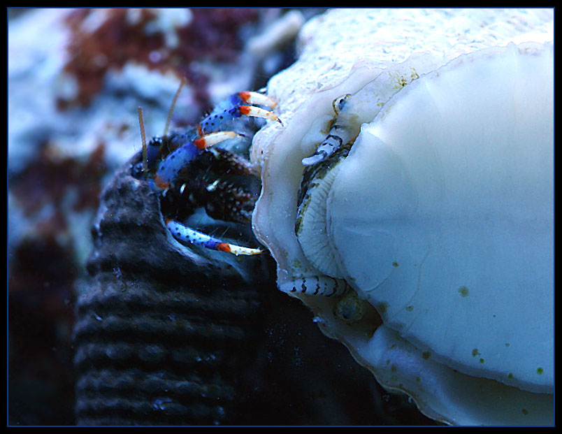 590_crab_snail.jpg