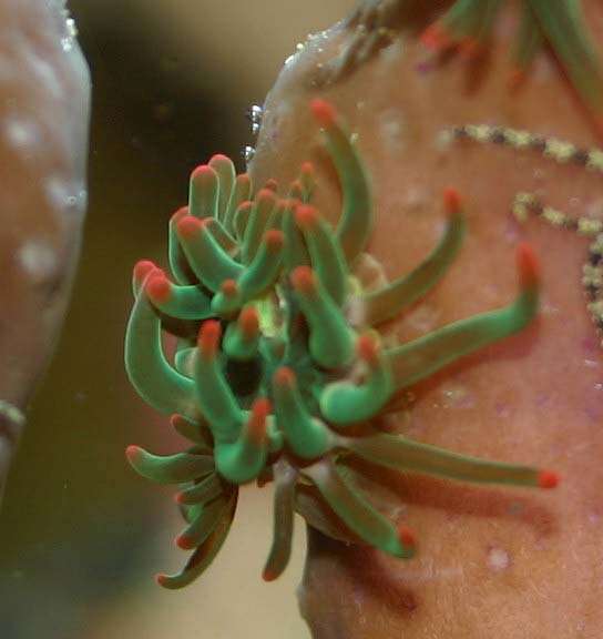gh_pink-tip-anemone-001.jpg