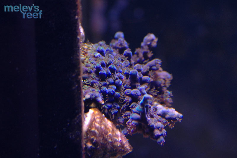 blue_tort_michael_1123.jpg