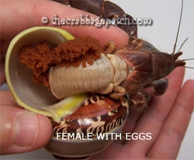 hermit_crab_femaleweggs1.jpg