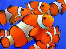 clownfish.jpg
