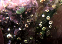 Tiny_Serpulids_KBR.jpg