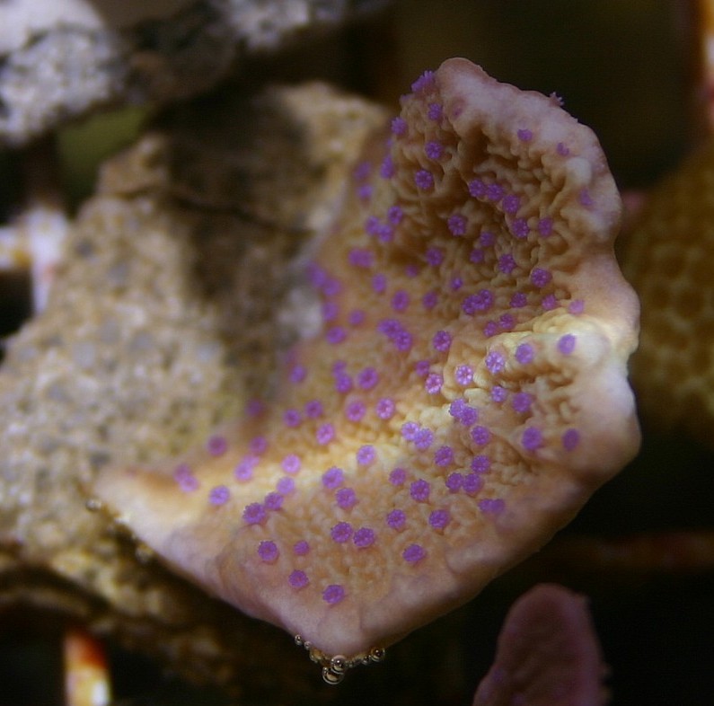 purple%20polyped%20m%20cap%20small%20frag.jpg