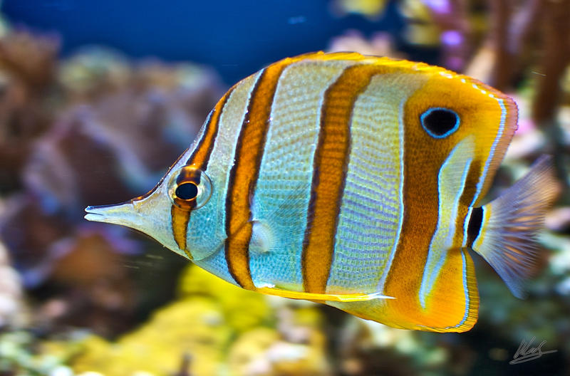 Copper_Banded_Butterfly_Fish_2_by_andy1349.jpg