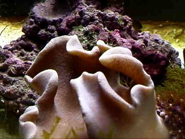 reefs.com
