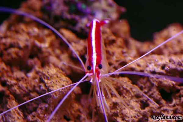 Picture014shrimp-web.jpg