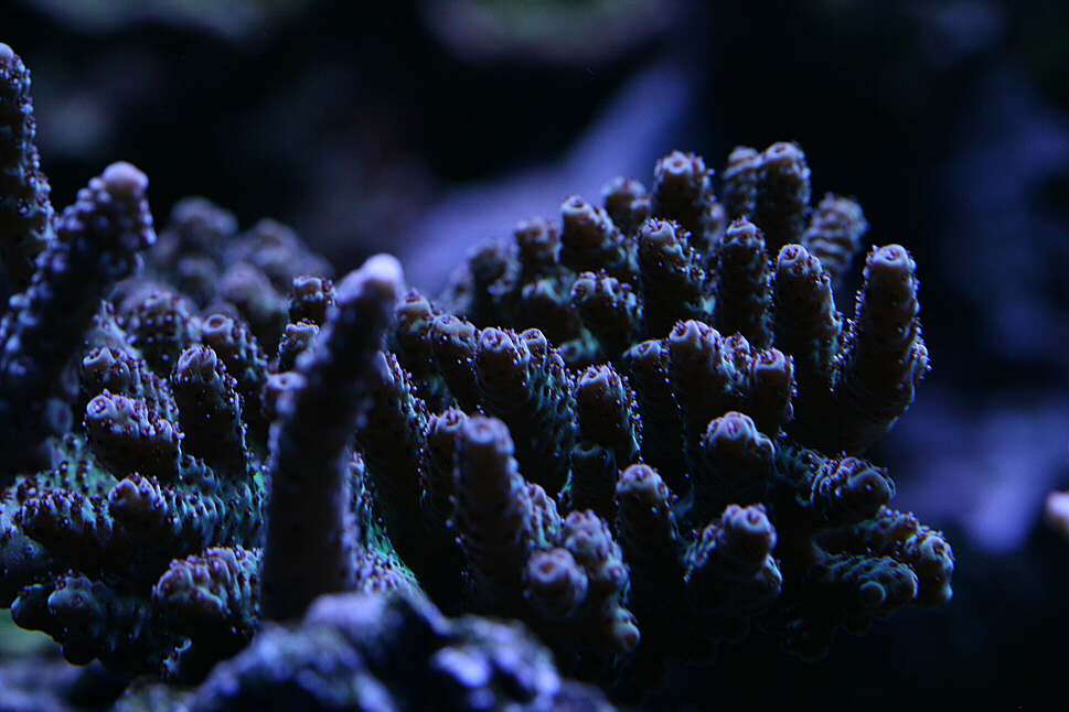 unknownacro 06252010.JPG