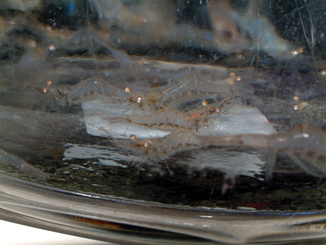 ghost_shrimp.jpg