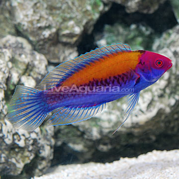 p_90109-orange-back-wrasse.jpg