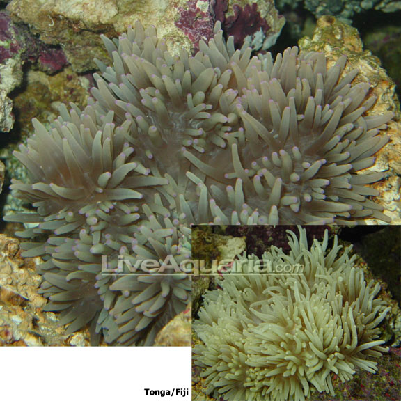 lg-81481-anemone.jpg