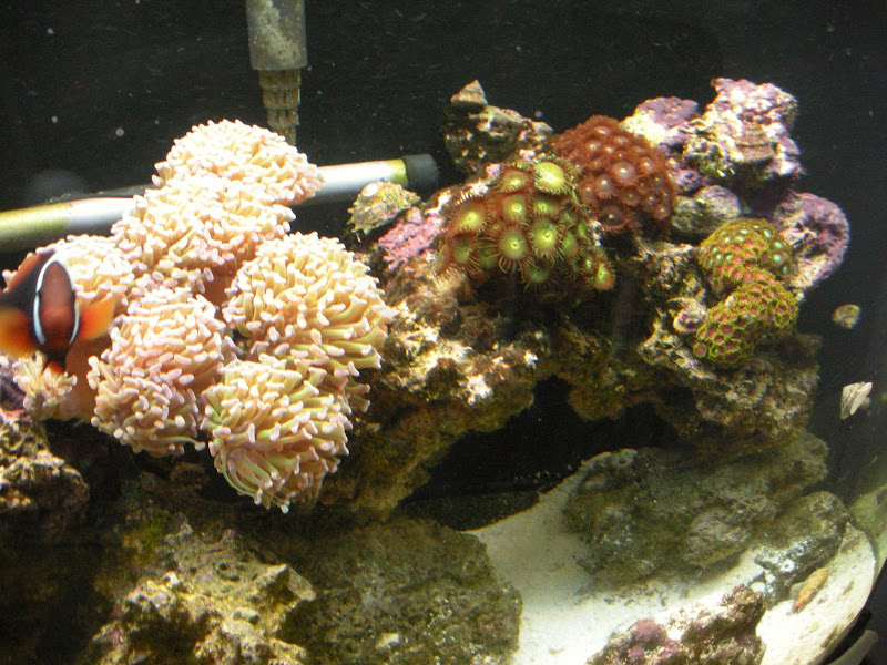 Fishtank%20023.jpg