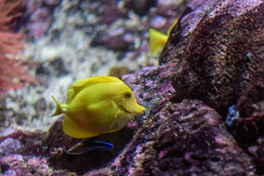 yellow-tang-blog2.jpg