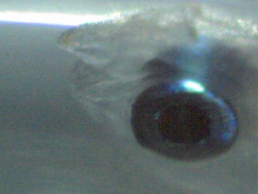 AL_287_6.jpg