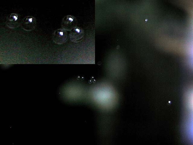 mandarin_eggs_3.jpg
