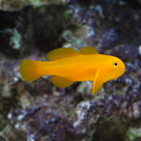 lg_90164_Clown_Goby_Yellow.jpg