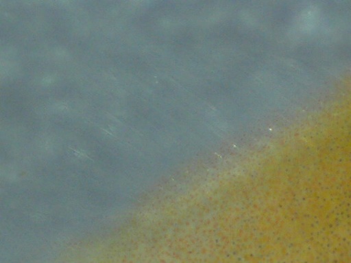 perc_360_4.jpg