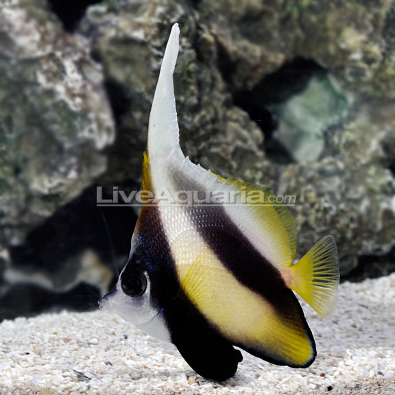 lg-81193-red-sea-bannerfish.jpg