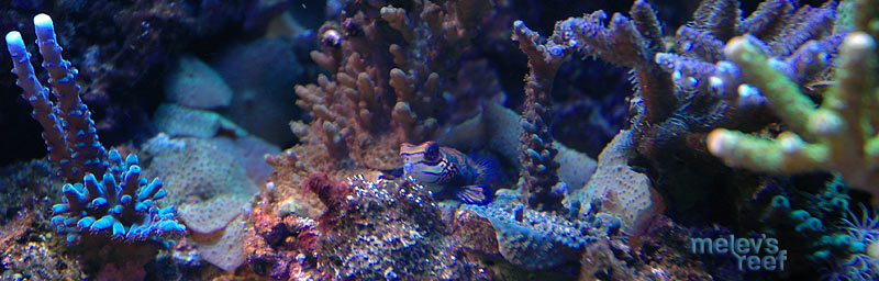 mandarin_banner_d70.jpg