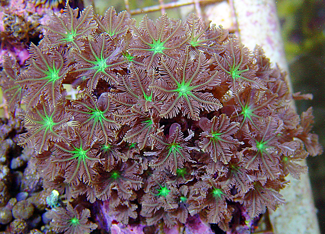 DelicateRedClavularia.jpg