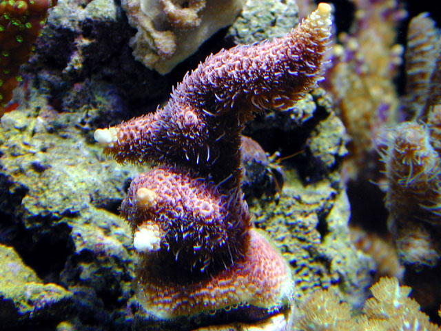 pinkmillepora.jpg