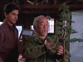01-karate-kid-bonsai.jpg