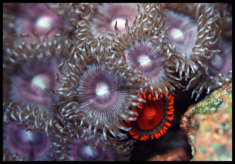 764_purple_zoa.jpg