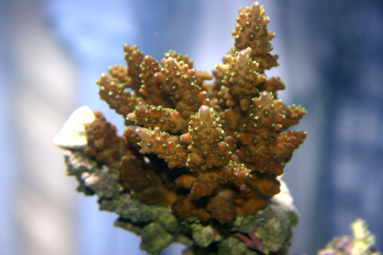 acro-green-polyp.jpg