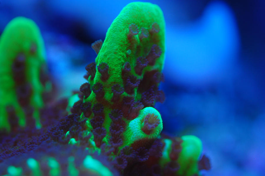 Montipora_Macro2_by_Logzor.jpg