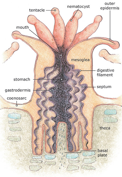 polyp_kennedy.jpg