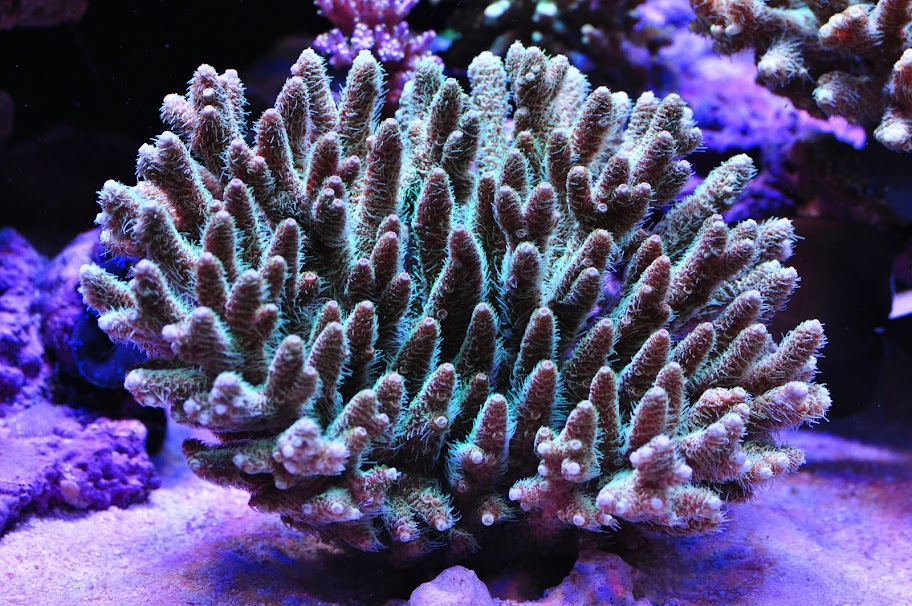 DSC_3160.JPG