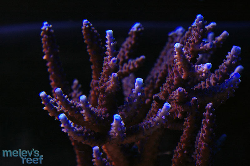 petes_colony_1124.jpg